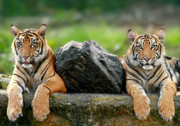 Vahşi Kaplanlar Doğadaki Bir Kayanın Yanında Dinleniyor — Stok fotoğraf