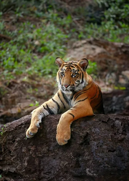 Odpoczywający Dziki Tygrys Naturze — Zdjęcie stockowe