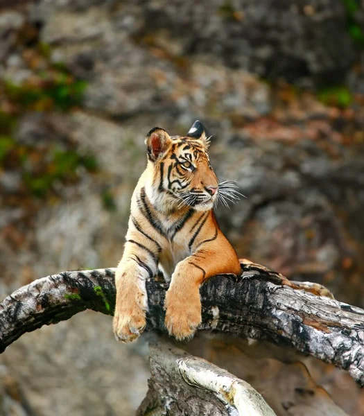 Divoký Tygr Přírodě — Stock fotografie