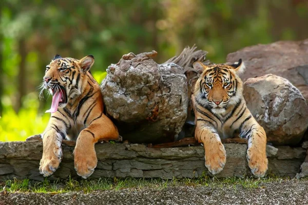 在自然界的岩石旁休息野生老虎 — 图库照片