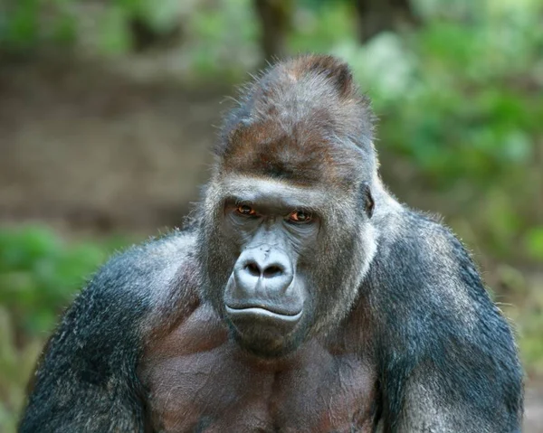 Doğal Haliyle Görkemli Bir Erkek Goril Büyük Siyah Bir Gorilin — Stok fotoğraf