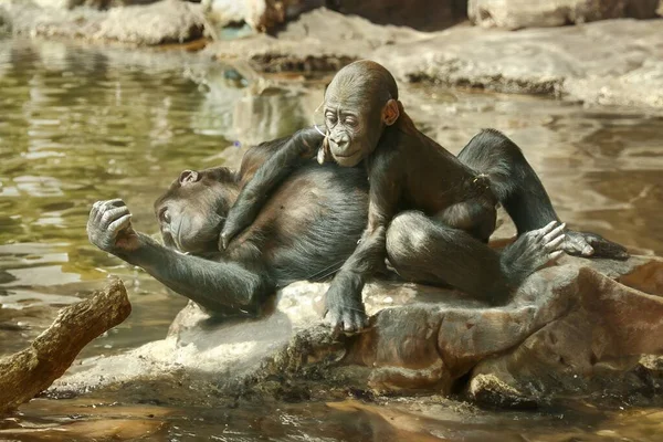 Gorille Femelle Avec Ses Petits Dans Leur Habitat Naturel — Photo