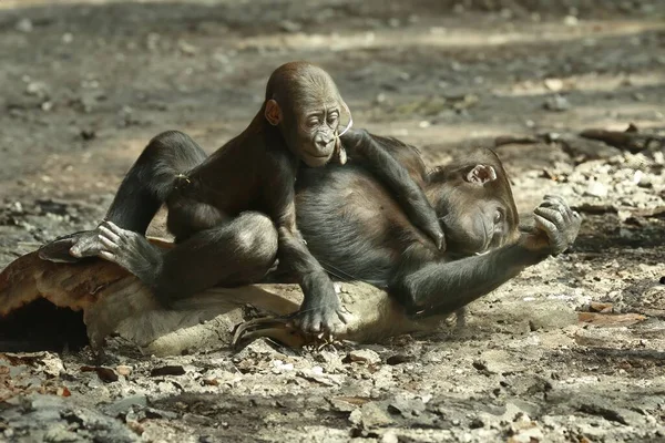 Gorille Femelle Avec Ses Petits Dans Leur Habitat Naturel — Photo