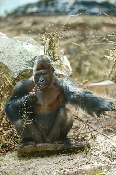 Een Majestueuze Mannelijke Gorilla Zijn Natuurlijke Habitat — Stockfoto