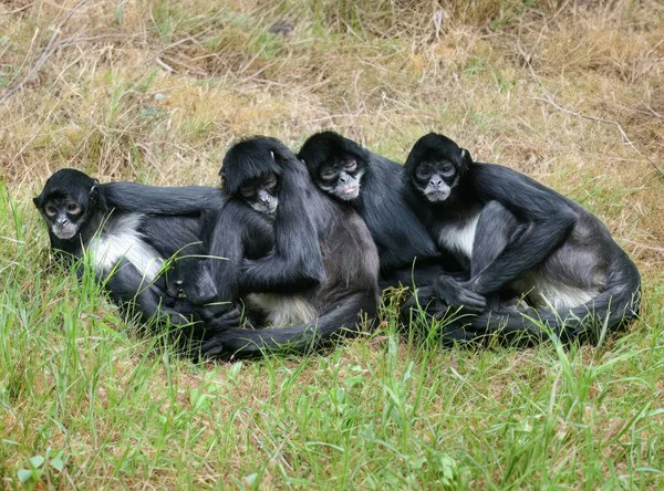 Grupo Cuatro Pequeños Monos Negros Estado Salvaje Aullador Negro —  Fotos de Stock