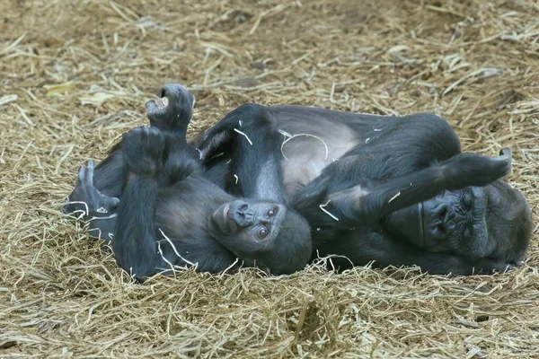Una Gorila Hembra Con Sus Crías Hábitat Natural — Foto de Stock