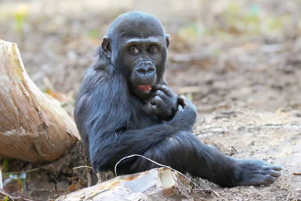 Jonge Wilde Gorilla Natuur — Stockfoto