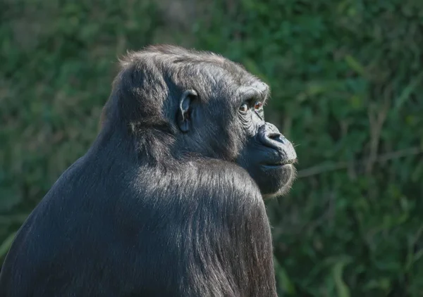 Gorilla Sitt Naturlige Miljø – stockfoto