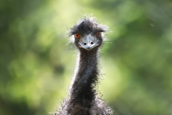 Ένα Άγριο Πτηνό Emu Στο Φυσικό Του Περιβάλλον — Φωτογραφία Αρχείου