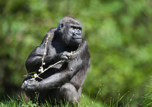 Gorilla Természetes Portré Egy Nagy Fekete Gorilláról — Stock Fotó