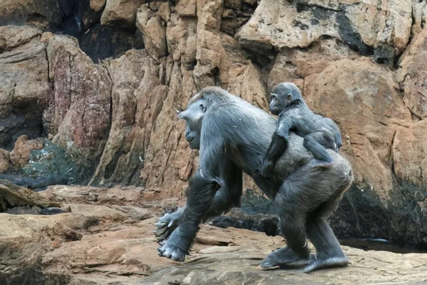 Female Gorilla Her Young Natural Habitat — Stock Photo, Image