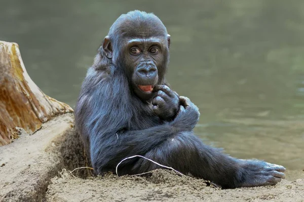 Jóvenes Gorilas Salvajes Naturaleza — Foto de Stock