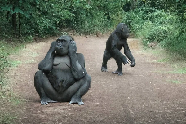 Jeunes Gorilles Sauvages Natur — Photo