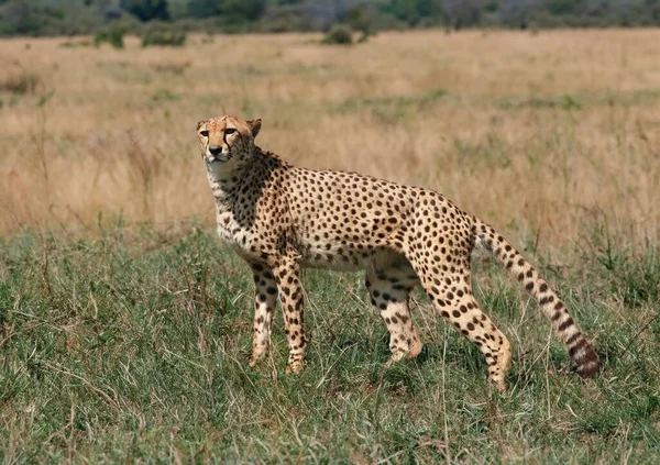 Wild Cheetah Outdoors Nature — Stock Photo, Image