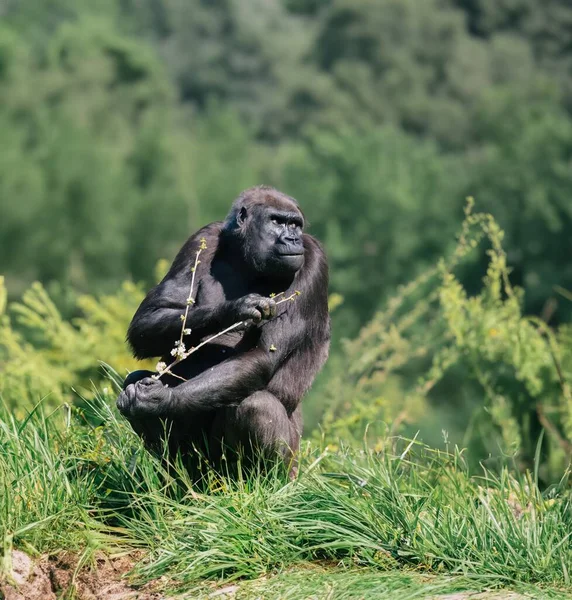 Wilder Gorilla Seiner Natürlichen Umgebung — Stockfoto