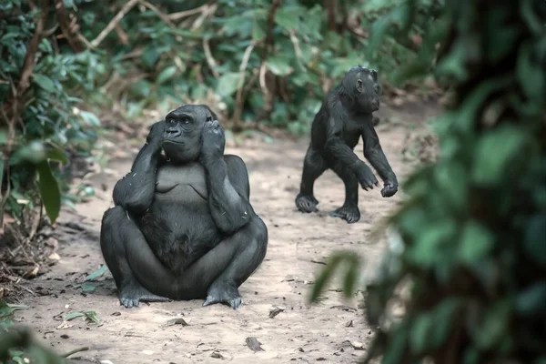 Gorille Dans Son Naturel Portrait Grand Gorille Noir — Photo