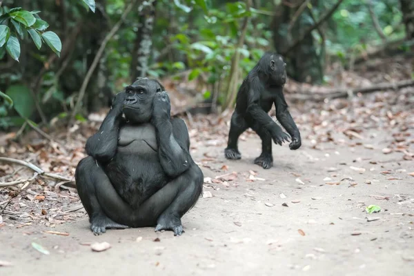 Gorila Seu Natural Retrato Grande Gorila Preto — Fotografia de Stock