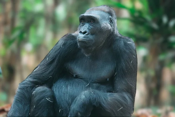 Gorille Dans Son Naturel Portrait Grand Gorille Noir — Photo