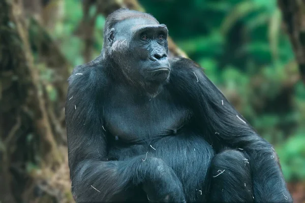 Gorilla Természetes Portré Egy Nagy Fekete Gorilláról — Stock Fotó