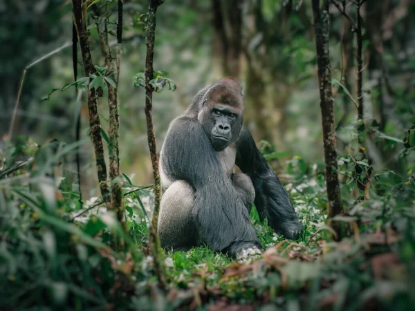 Gorila Macho Adulto Selva Capturado Naturaleza — Foto de Stock
