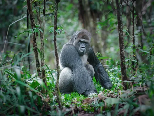 Volwassen Mannelijke Gorilla Jungle Gevangen Zijn Natuurlijke — Stockfoto