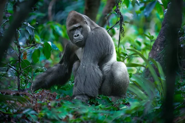 Felnőtt Férfi Gorilla Dzsungelben Elfogták Természetes — Stock Fotó