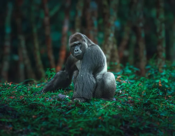 Ausgewachsene Männliche Gorillas Dschungel Gefangen Ihrer Natürlichen Umgebung — Stockfoto