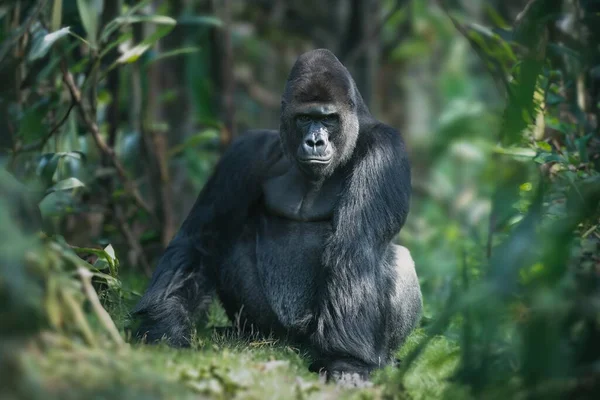 Ausgewachsene Männliche Gorillas Dschungel Gefangen Ihrer Natürlichen Umgebung — Stockfoto