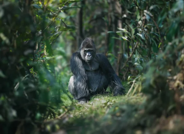 Gorila Forma Natural Retrato Gran Gorila Negro — Foto de Stock
