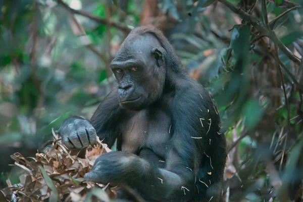 Gorilla Zijn Natuurlijke Vorm Portret Van Een Grote Zwarte Gorilla — Stockfoto