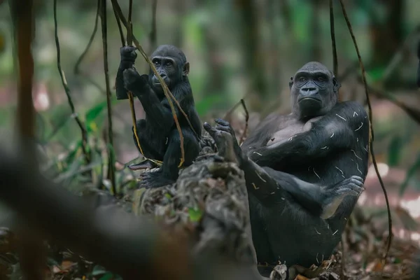 大猩猩是天生的 大黑大猩猩的肖像 — 图库照片