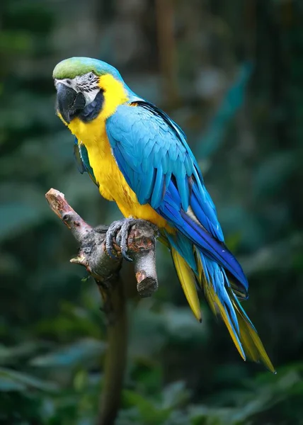 Дикий Красочный Попугай Природе — стоковое фото
