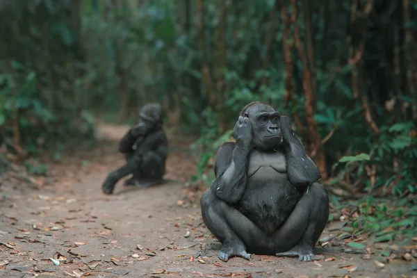 大猩猩是天生的 大黑大猩猩的肖像 — 图库照片