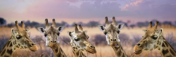 Giraffa Selvatica Adulta All Aperto Nella Sua Natura — Foto Stock