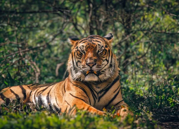 Dziki Dorosły Tygrys Jego Naturalnym — Zdjęcie stockowe