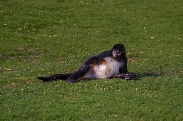 Pequeño Mono Negro Salvaje Naturaleza — Foto de Stock