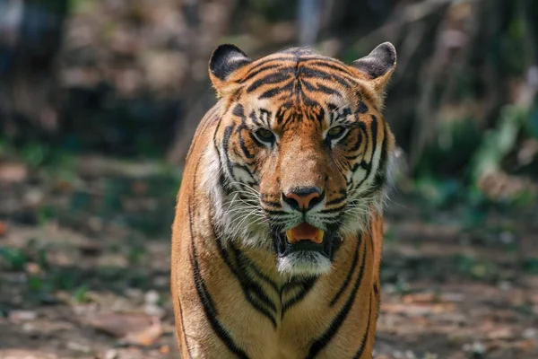Tigre Adulte Sauvage Dans Nature — Photo