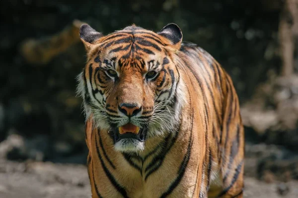 Vadon Élő Kifejlett Tigris Természetes Formájában — Stock Fotó