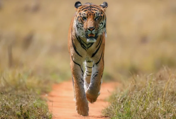 Dziki Tygrys Biegający Świeżym Powietrzu Naturze — Zdjęcie stockowe