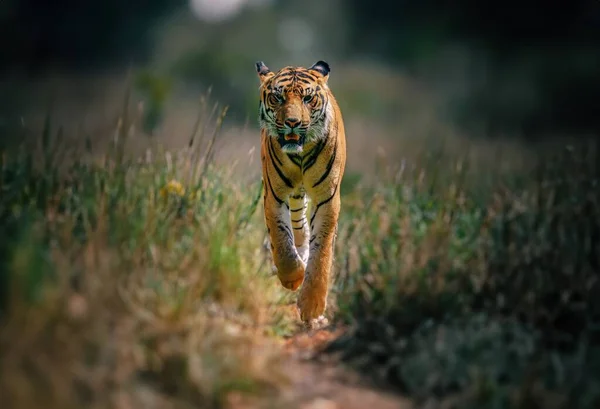 Дикий Тигр Бежит Природе — стоковое фото