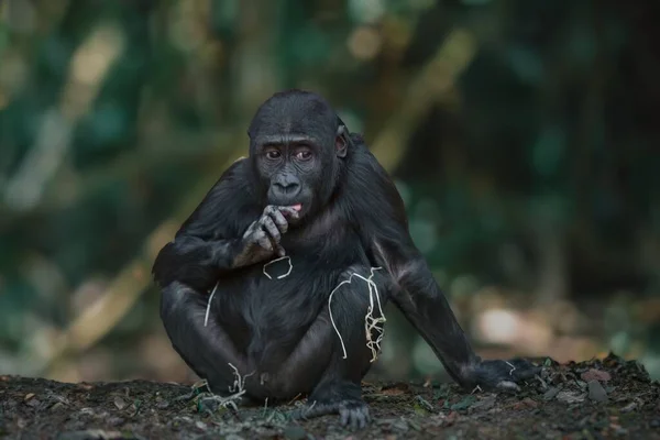 Jonge Volwassen Zwarte Gorilla Het Wild — Stockfoto