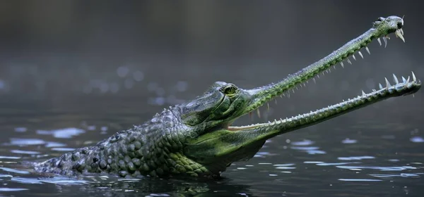 Wild Gharial Pond Water Nature — Stock Photo, Image