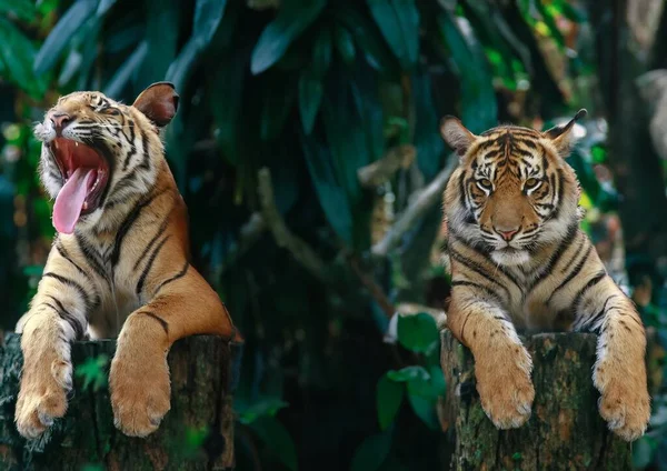 Άγριες Τίγρεις Ενηλίκων Στη Φύση Του — Φωτογραφία Αρχείου