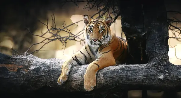 Dziki Dorosły Tygrys Jego Naturalnym — Zdjęcie stockowe