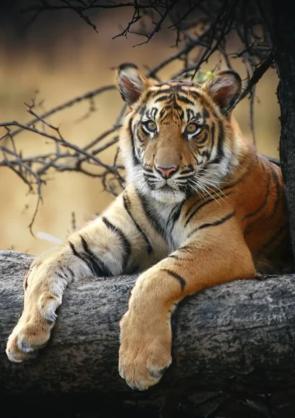 Tigre Adulto Salvaje Naturaleza — Foto de Stock