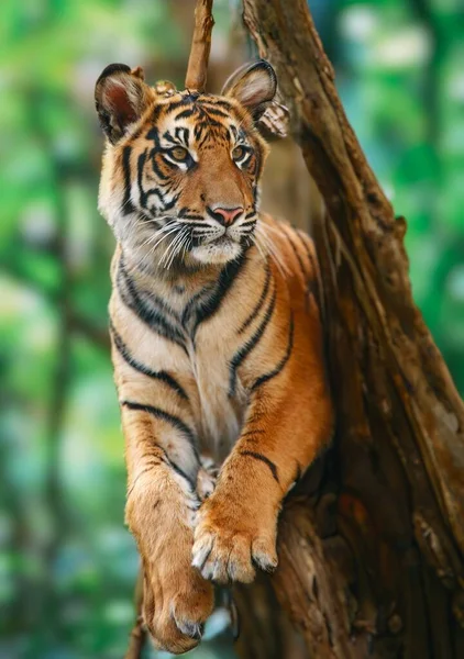 Selvaggia Tigre Adulta Nel Suo Naturale — Foto Stock