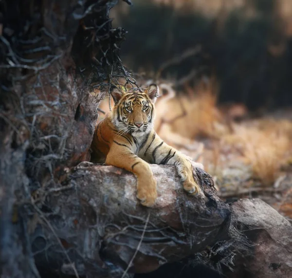Άγρια Ενήλικη Τίγρη Στη Φύση Της — Φωτογραφία Αρχείου
