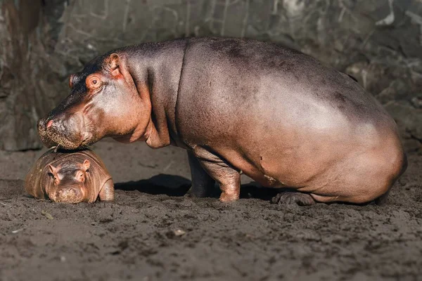 Duży Dorosły Hipopotam Środowisku Naturalnym — Zdjęcie stockowe