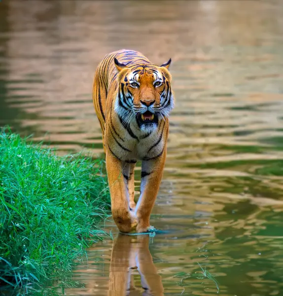 Дикий Тигр Природе Воды — стоковое фото