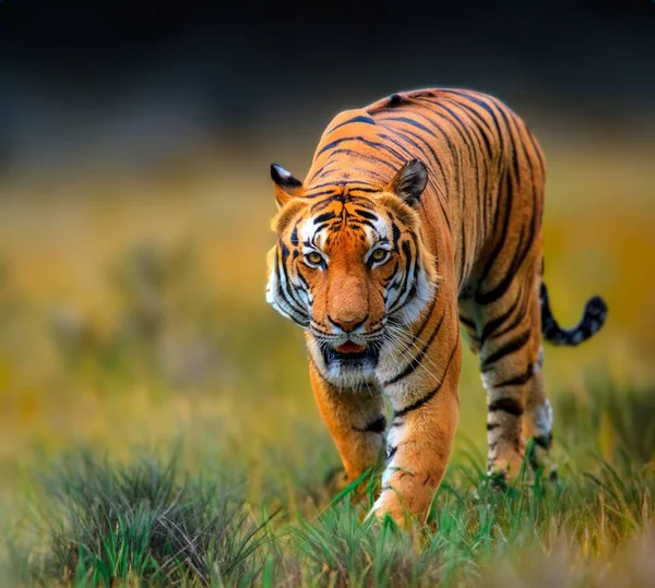 野生成年老虎在它的自然 — 图库照片
